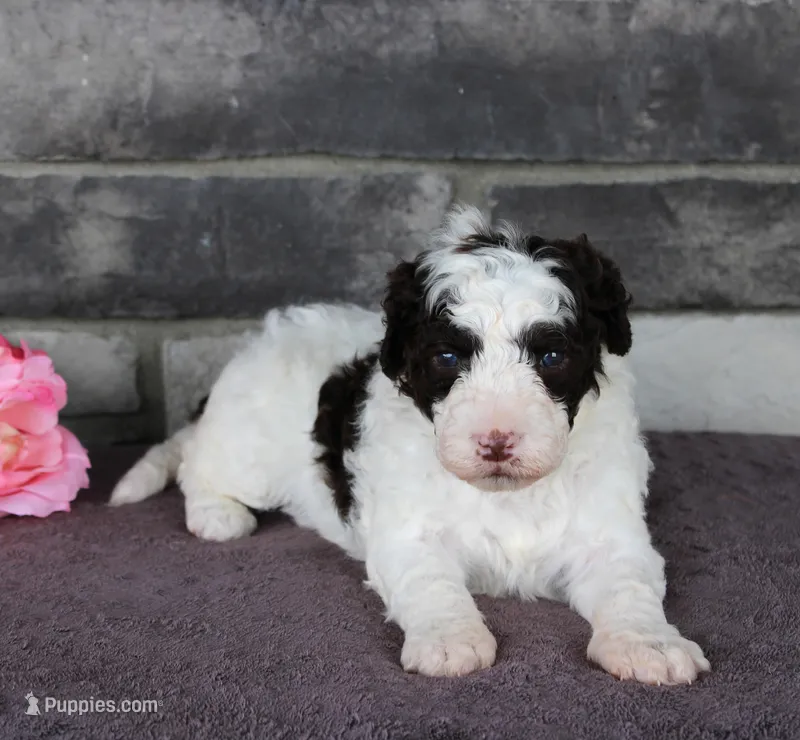 Flicka – Portuguese Water Dog puppy for sale in Paradise, PA