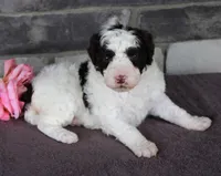 Flicka, a female Portuguese Water Dog for sale in Paradise, PA – Photo 2 of 3