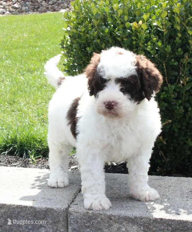 Flicka – Portuguese Water Dog puppy for sale in Paradise, PA