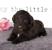 Fredy, a male Portuguese Water Dog for sale in Paradise, PA – Photo 3 of 3
