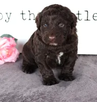 Fredy, a male Portuguese Water Dog for sale in Paradise, PA – Photo 2 of 3