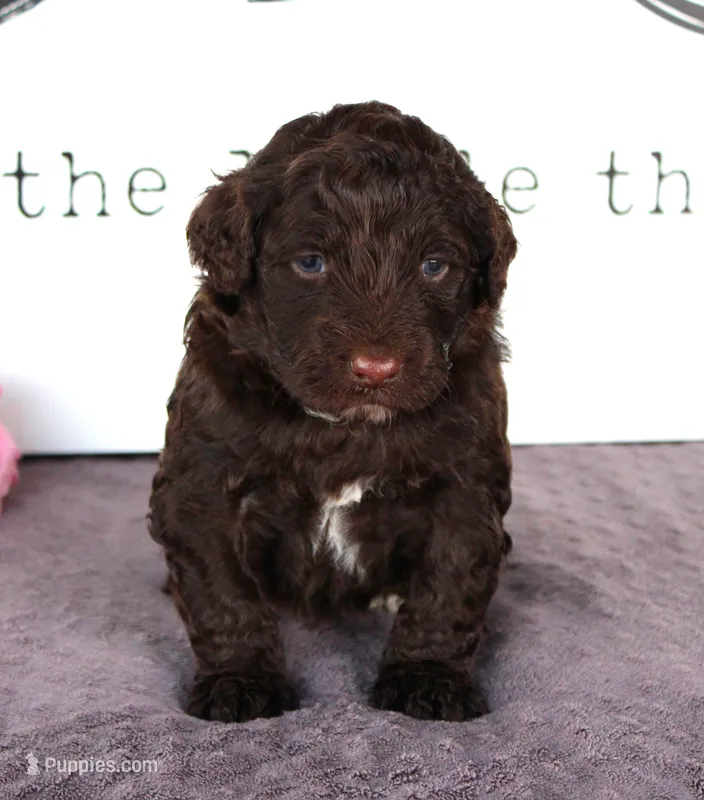 Fredy – Portuguese Water Dog puppy for sale in Paradise, PA