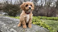 Whitney, a female Cavapoo for sale in Paradise, PA – Photo 5 of 10
