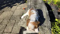 Hannah, a female Cavalier King Charles Spaniel for sale in Paradise, PA – 2 of 10