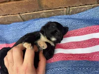 Jenny, a male Portuguese Water Dog for sale in Paradise, PA – 6 of 9