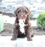 Kelly, a female Portuguese Water Dog for sale in Paradise, PA – 1 of 4