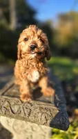 Zach, a male Cavapoo for sale in Paradise, PA – 4 of 10