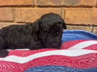 Ollie, a male Portuguese Water Dog for sale in Paradise, PA – 4 of 10