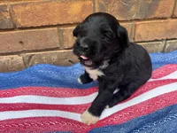 Emmy, a male Portuguese Water Dog for sale in Paradise, PA – 4 of 7