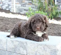 Kenny, a male Portuguese Water Dog for sale in Paradise, PA – 2 of 4