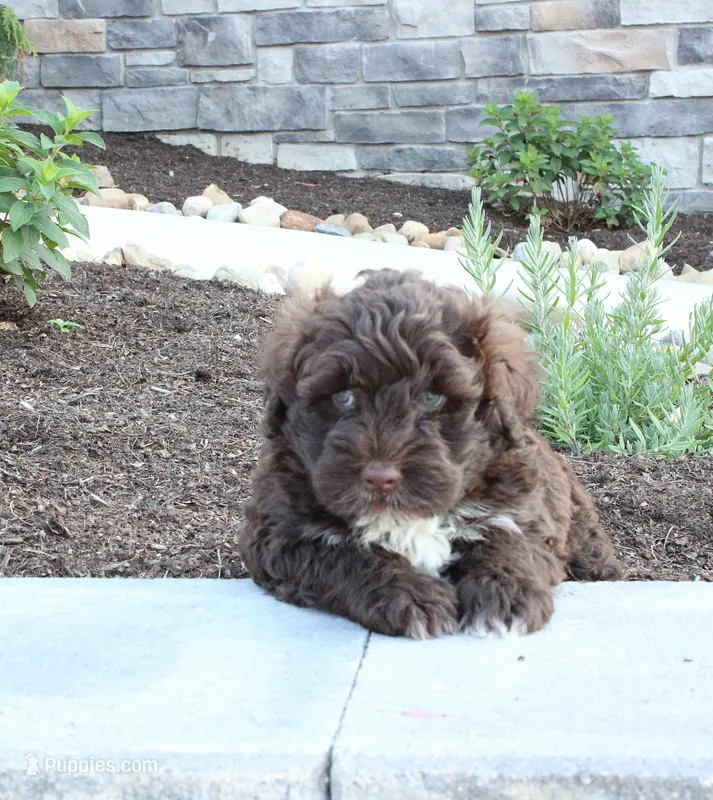Kenny – Portuguese Water Dog puppy for sale in Paradise, PA