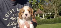 Hope , a female Cavalier King Charles Spaniel for sale in Paradise, PA – 3 of 10