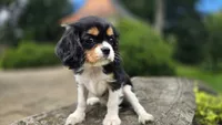 Fiona, a female Cavalier King Charles Spaniel for sale in Paradise, PA – 4 of 10