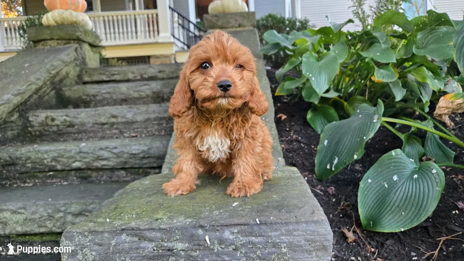 Zach, a male Cavapoo for sale in Paradise, PA – 1 of 10
