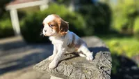Hannah, a female Cavalier King Charles Spaniel for sale in Paradise, PA – 8 of 10
