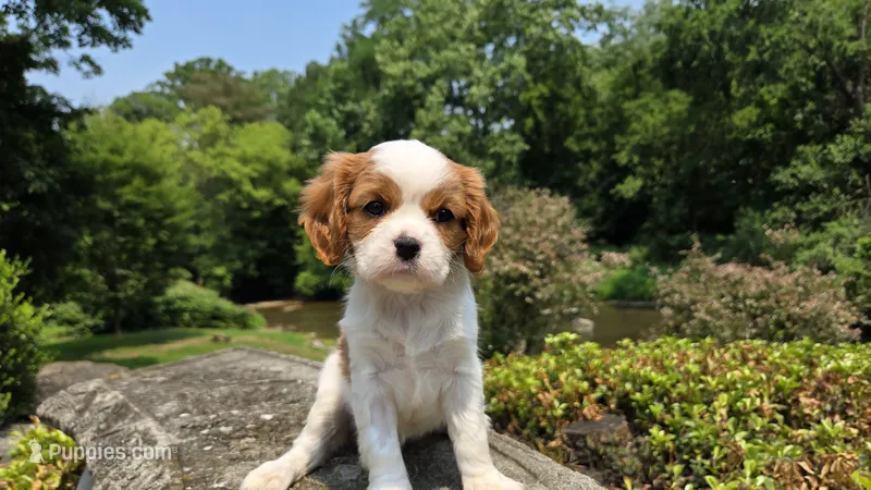 Joy – Cavalier King Charles Spaniel puppy for sale in Paradise, PA
