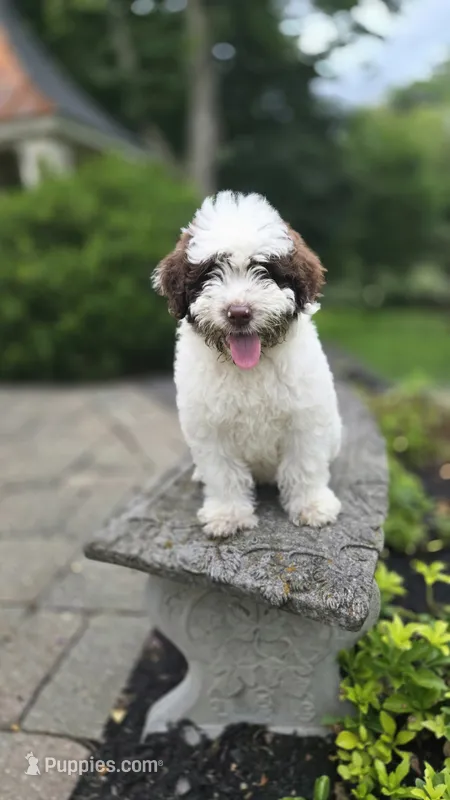 Kash – Portuguese Water Dog puppy for sale in Paradise, PA