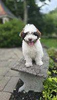 Kash, a male Portuguese Water Dog for sale in Paradise, PA – 1 of 10