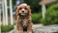 Ian, a male Cavapoo for sale in Paradise, PA – 8 of 10