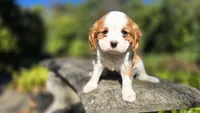 Hank, a male Cavalier King Charles Spaniel for sale in Paradise, PA – 2 of 10
