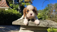Hannah, a female Cavalier King Charles Spaniel for sale in Paradise, PA – 4 of 10