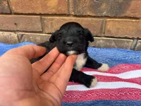 Emmy, a male Portuguese Water Dog for sale in Paradise, PA – 2 of 7