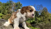 Harvey, a male Cavalier King Charles Spaniel for sale in Paradise, PA – 4 of 10