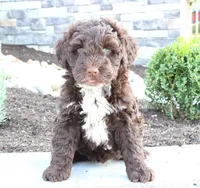 Kelly, a female Portuguese Water Dog for sale in Paradise, PA – 2 of 4