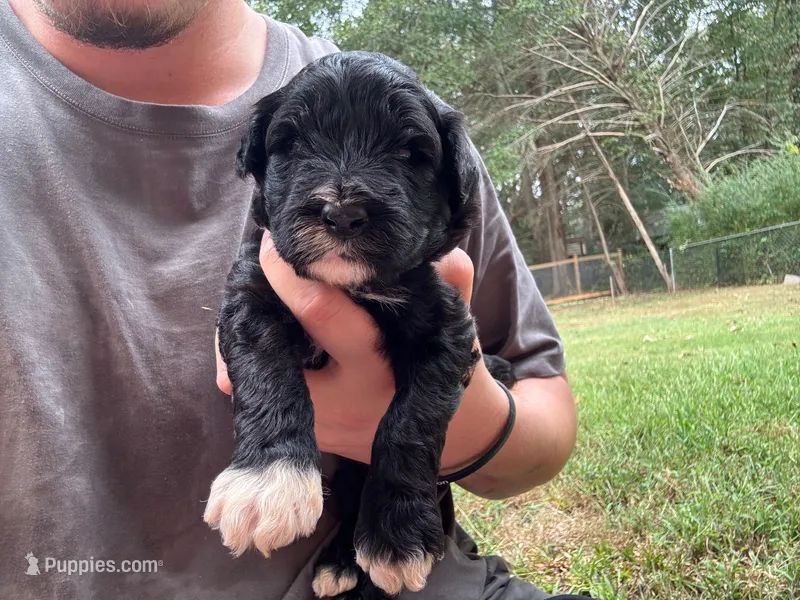 Jenny – Portuguese Water Dog puppy for sale in Paradise, PA