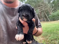 Jenny, a male Portuguese Water Dog for sale in Paradise, PA – 1 of 9