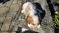 Hope , a female Cavalier King Charles Spaniel for sale in Paradise, PA – 4 of 10