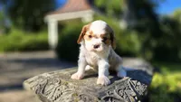 Harvey, a male Cavalier King Charles Spaniel for sale in Paradise, PA – 7 of 10