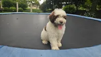 Kash, a male Portuguese Water Dog for sale in Paradise, PA – 7 of 10