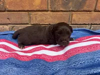 Benji, a male Portuguese Water Dog for sale in Paradise, PA – 5 of 8