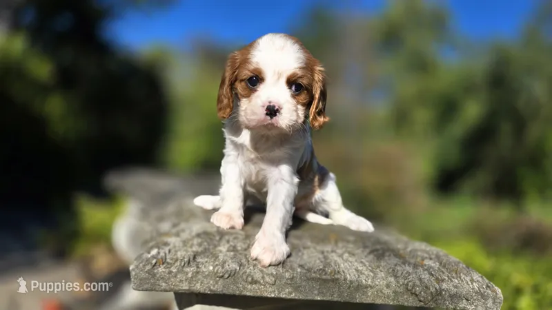 Hannah – Cavalier King Charles Spaniel puppy for sale in Paradise, PA