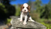 Hannah, a female Cavalier King Charles Spaniel for sale in Paradise, PA – 1 of 10