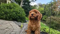 Tony, a male Cavapoo for sale in Paradise, PA – 5 of 10