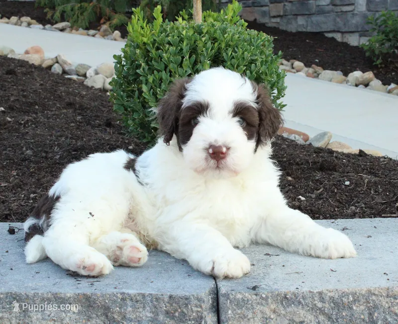 Kash – Portuguese Water Dog puppy for sale in Paradise, PA