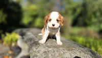 Hank, a male Cavalier King Charles Spaniel for sale in Paradise, PA – 8 of 10