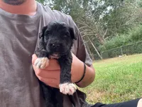 Stewie, a male Portuguese Water Dog for sale in Paradise, PA – 5 of 8