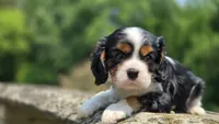 Jace, a male Cavalier King Charles Spaniel for sale in Paradise, PA – 8 of 10