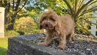 Johan, a male Cavapoo for sale in Paradise, PA – 3 of 10