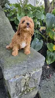 Zach, a male Cavapoo for sale in Paradise, PA – 6 of 10