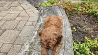 Iyla, a female Cavapoo for sale in Paradise, PA – 3 of 10