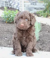 Kikki, a female Portuguese Water Dog for sale in Paradise, PA – 4 of 4