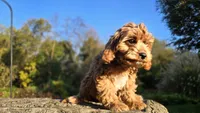 Zach, a male Cavapoo for sale in Paradise, PA – 7 of 10