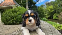Fern, a female Cavalier King Charles Spaniel for sale in Paradise, PA – 2 of 10