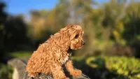 Zach, a male Cavapoo for sale in Paradise, PA – 9 of 10