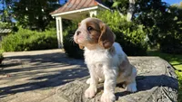 Hope , a female Cavalier King Charles Spaniel for sale in Paradise, PA – 7 of 10
