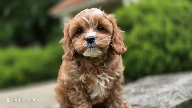 Ian – Cavapoo puppy for sale in Paradise, PA